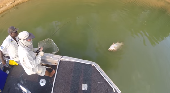 world record papuan black snapper.png